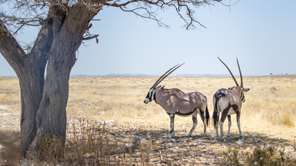 ORIX antilope Parc national Etosha en Namibie Safari 