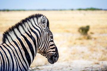 Fototapeta na wymiar Zèbre Parc national Etosha en Namibie Safari 