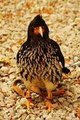 Bird of Prey