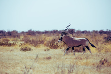 ORIX antilope Parc national Etosha en Namibie Safari 