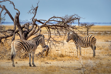 Fototapeta na wymiar Zèbre Parc Etosha en Namibie Safari 