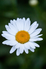 Fototapeta premium daisy flower closeup
