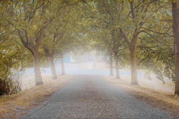Road in misty forest in the autumn, colorful trees