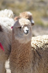 Giovane Alpaca Lama