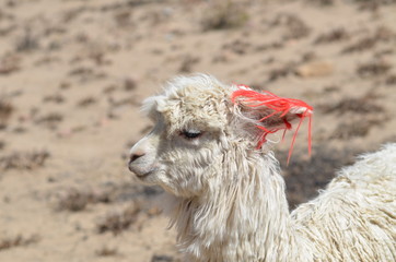 Giovane Lama su altopiano Peruviano