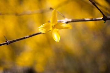 yellow flowers