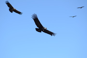 Condor in ascesa