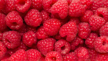 Background of ripe red raspberries