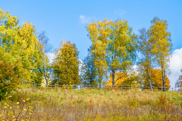 Fototapeta premium Autumn forest. Yellow and green trees against the blue sky