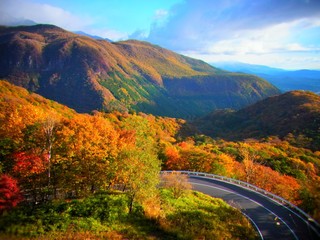 autumn leaves in Japan