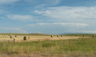 Fototapeta na wymiar A Farmer's Field with Large Round Hay Bales