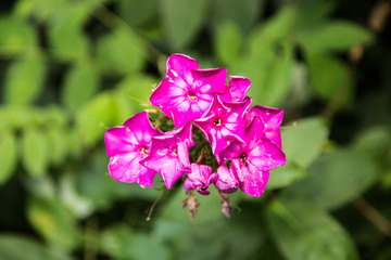 Obraz premium Wunderblume