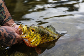 Exotic Peacock Bass
