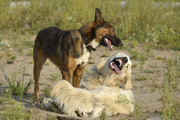Dogs play with each other. Labrador retriever. Merry fuss puppies. Aggressive dog. Training of dogs.  Puppies education, cynology, intensive training of young dogs. Young energetic dog on a walk.