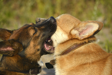 Dogs play with each other. Corgi pembroke. Merry fuss puppies. Aggressive dog. Training of dogs. ...