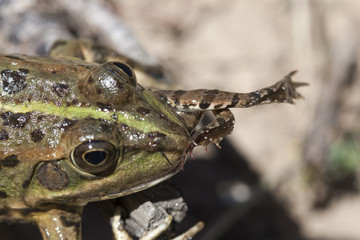 Grenouille verte Rana perezi predation sur jeune grenouille