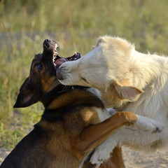 Dogs play with each other. Labrador retriever. Merry fuss puppies. Aggressive dog. Training of...