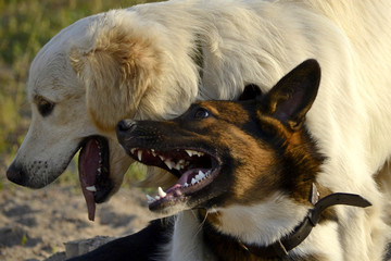 Dogs play with each other. Labrador retriever. Merry fuss puppies. Aggressive dog. Training of...