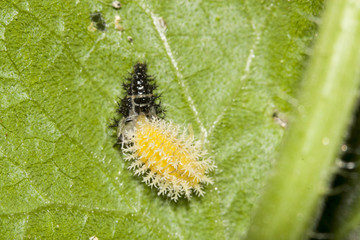 Exuvie mue de larve de coccinelle de la bryone