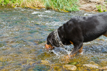 Rottweiler Dog Drinking Fresh Water From Stream