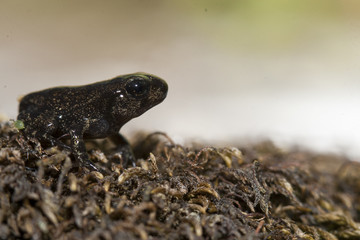 Immature de crapaud calamite Bufo calamita