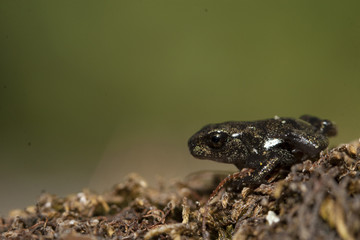 Immature de crapaud calamite Bufo calamita