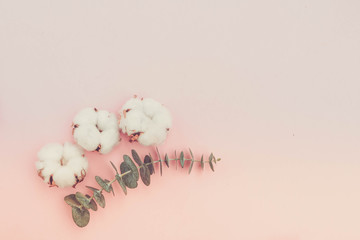 Cotton flowers with eucaliptus on pink background with copy space, retro toned