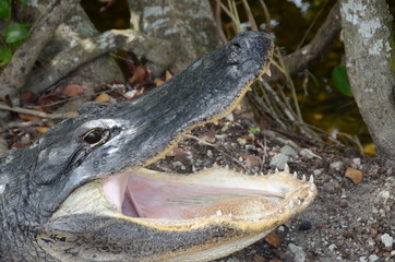 fauci dell'alligatore Everglades national Park