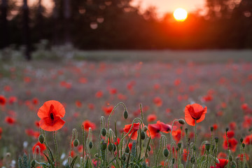poppy fields at sunset