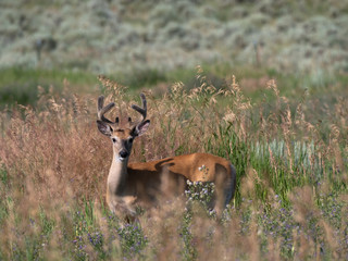 A Mule Deer with Velvet on its Horns, Standing in Tall Grass