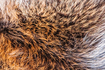 Brown fur of a wild northern forest animal