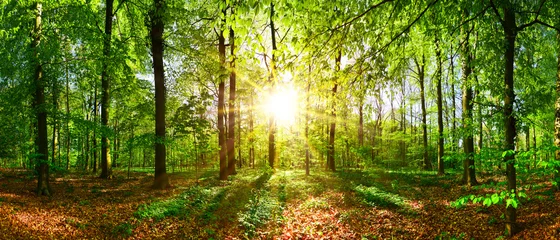 Schöner Wald im Frühling mit heller Sonne, die durch die Bäume scheint © Günter Albers