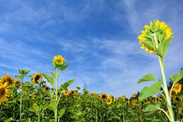 Große Sonnenblumen mit viel blauem Himmel