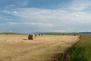 Fototapeta na wymiar Hay Bales with Grass with Dried Brown Flowers