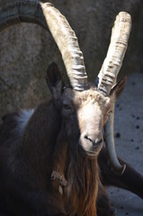 mountain goat with large long horns bright sun zoo