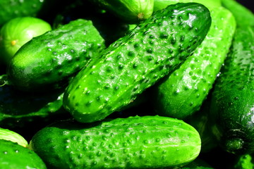 Lots of green cucumbers. Clean green cucumbers glisten. The size of vegetables is small. Cucumbers have thorns. Macro. Closeup.
