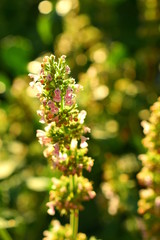 Flowering melissa. Lemon mint bloomed. The flower is illuminated by sunlight. Macro. Closeup.