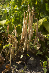 Dry, ripe beans grow in the garden, long beans, food