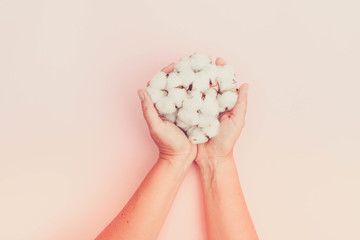 Hands holding raw cotton buds on pink background, retro toned