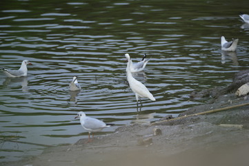 The birds of the sea