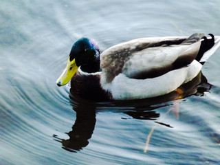 Fototapeta premium Duck