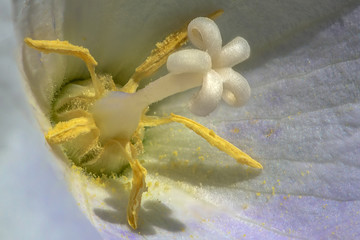 Balloon flower
