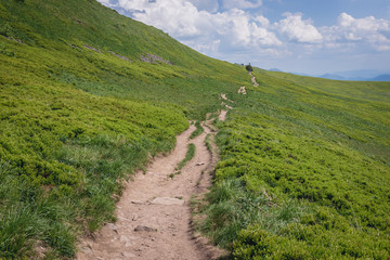 Obraz premium Path from Osadzki Wierch mountain in Bieszczady National Park, Subcarpathian Voivodeship of Poland