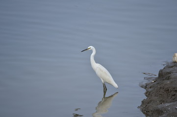 The birds of the sea