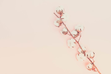 Raw cotton branch on pink background with copy space, retro toned