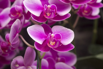 Fototapeta na wymiar Macro of beautiful pink orchids blossoms. Also known as phalaenopsis or Moth orchids.