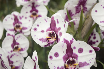 Close up of perfect pink polka dot orchids. Also known as Phalaenopsis or Moth Orchids.