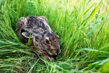 European hare or Lepus europaeus sits in a meadow