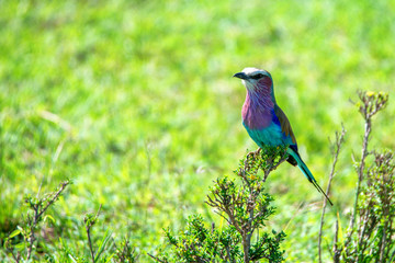 A Lilac-breasted roller Coracias caudatus close up