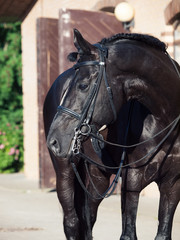 portrait of sportive dressage black stallion posing at stable background